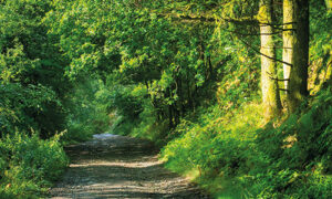 DuffrynWoods