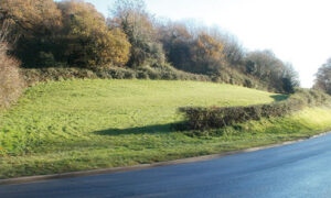 RinglandWoods
