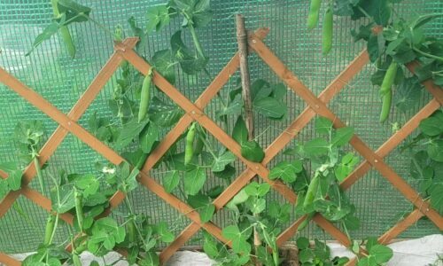 allotment